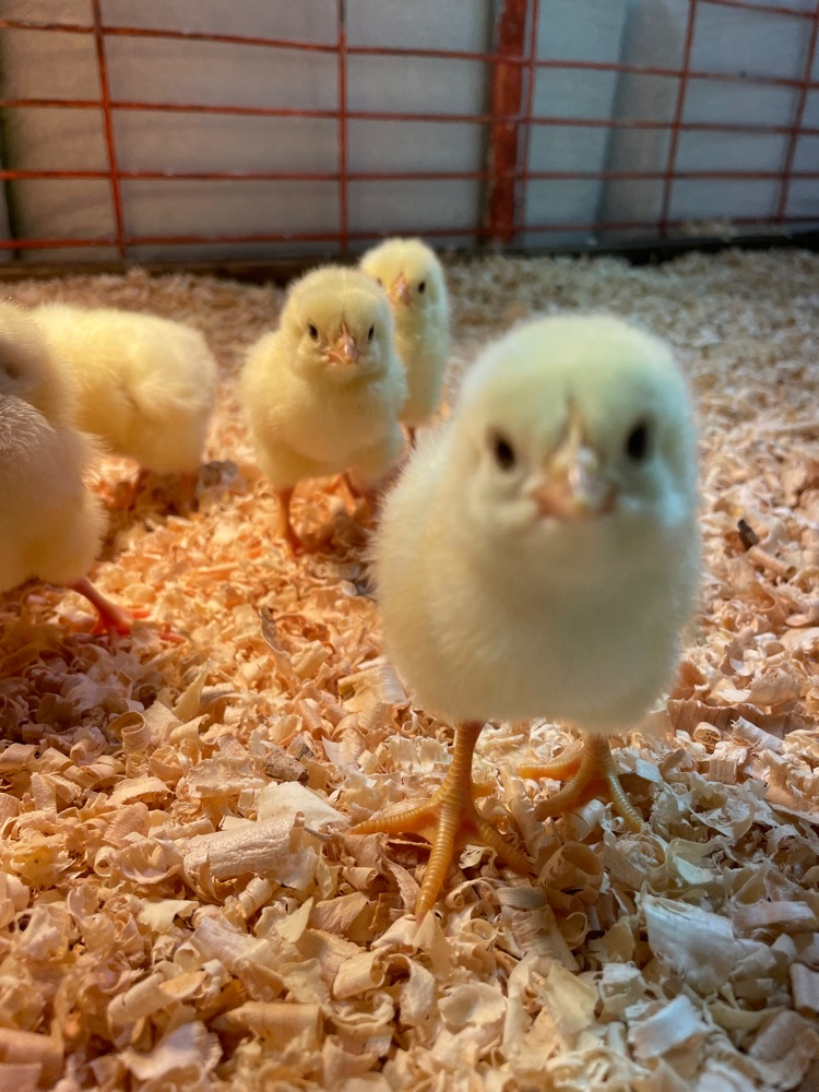 Baby Chicks are In!