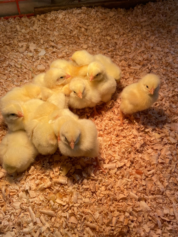 Baby Chicks are In!